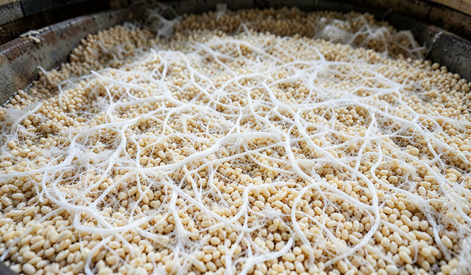 Hero image for The Koji Rebellion: How Japan's Oldest Biotechnology Became Tomorrow's Protein